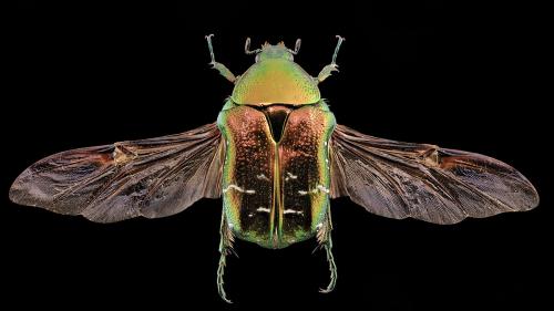 Cetonia aurata